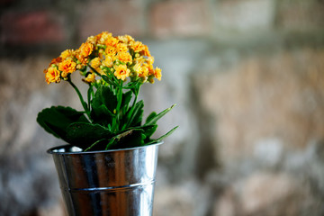 nice yellow flower with nice light bakground