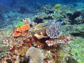 Naklejka na ściany i meble Beautiful and healthy coral reefs.