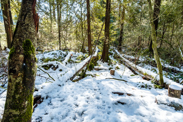 snow covered ground inside forest with fir trees and moss covered tree trunks laying on the ground