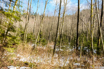 leafless trees inside forest with some green bushes under on a snow covered ground under blue sky