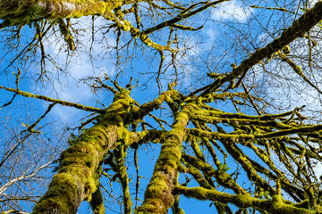 old leafless trees in the park covered with green mosses under cloudy blue sky.