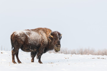 Snow covered bison