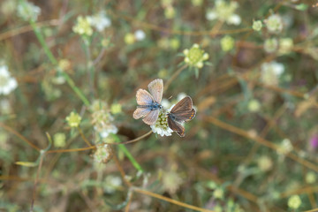 blue flowers on a background