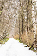 snow covered board path inside forest with leafless tall trees on both sides on a cold overcast morning