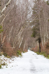 snow covered board path inside forest with leafless tall trees on both sides on a cold overcast morning