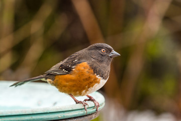 close up portrait of one beautiful Spotted Towhee bird standing on the edge of  a water container in the park with blurry background