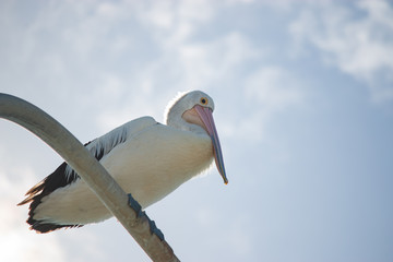 Australian pelican perched on street lamp light pole on blue sky
