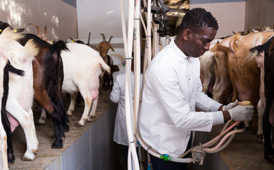African American preparing for machine milking of goats