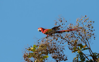 Scarlet Macaw on the tropical fruit tree in blue sky, Quepos, Costa Rica