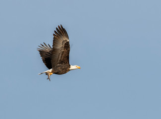 Bald eagle in flight with fish in it's talons,  Iowa, USA