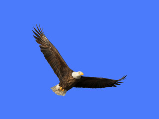 Fototapeta na wymiar Bald eagle in flight (clipping path included) in blue sky over Des Moines River