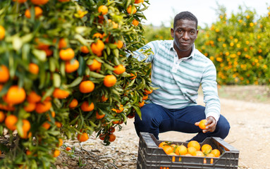 African-American farmer harvesting mandarins