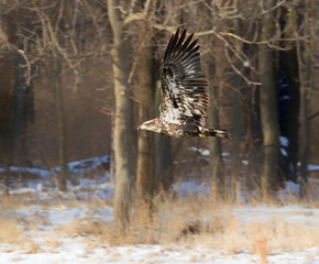 Juvenile bald eagle in flight over Des Moines River, Iowa, USA