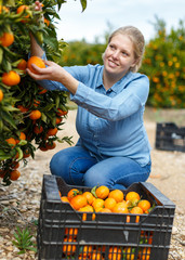 Female gathering harvest of mandarin oranges © JackF