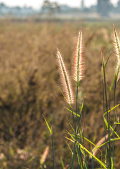 grass flowers tropical of beautiful