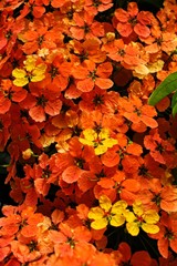 Fleurs dorées orangées