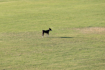 Black dog alone in green grass field.