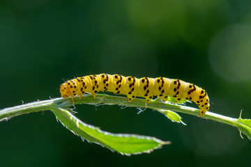 caterpillar on leaf