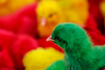 Chickens dyed color green