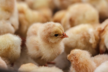 Chick baby brown
