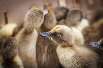 Brown duckling moving small, blur