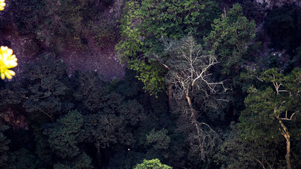 Cenote parrots or a place where green parrots are hiding
