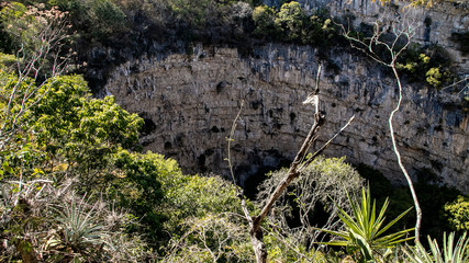 Obraz na płótnie Canvas Cenote parrots or a place where green parrots are hiding