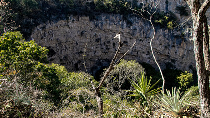 Cenote parrots or a place where green parrots are hiding