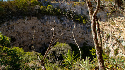 Cenote parrots or a place where green parrots are hiding