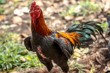 portrait of big colorful rooster