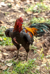 portrait of big colorful rooster