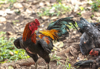 portrait of big colorful rooster