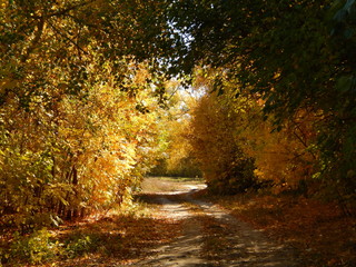 autumn in the forest