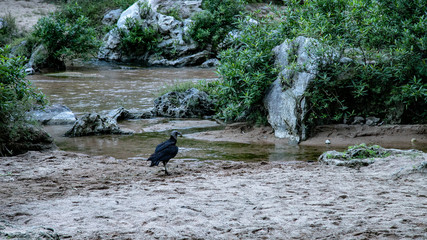 The magnificent waterfalls of Mexico and their surrounding animals