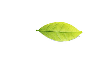 leaf on the white background