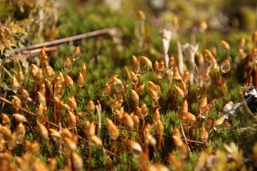 moss in raindrops, Norway