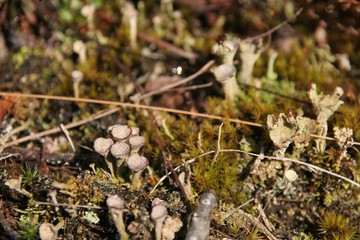 moss, nature of Norway