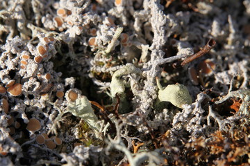 moss, nature of Norway