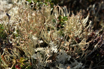 moss in raindrops, Norway