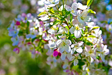 Blossoms by Skip Weeks