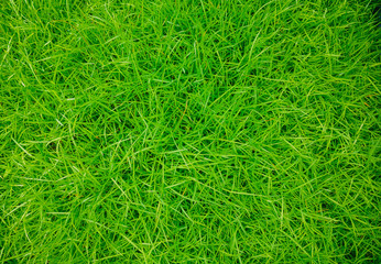 Green grass texture background, Green grass natural, Background texture., green grass background