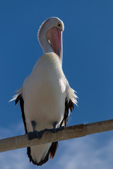 Australian white pelican on blue sky grooming 