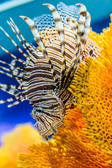 Beautiful White Lined Lionfish
