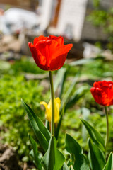Red tulips on flowerbed in city park