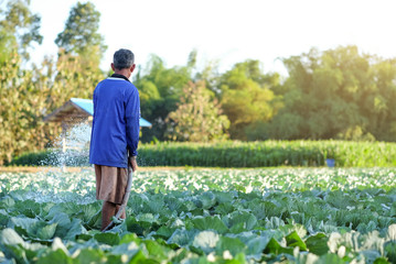 farmer pouring water in cabbage of organic farm 