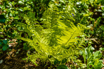 Green fern in the forest on spring