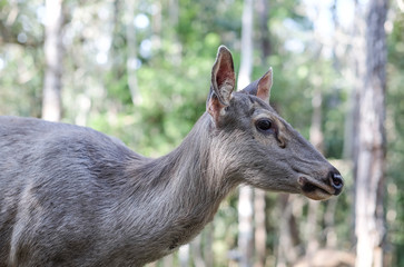 side view of deer in tropical forest 
