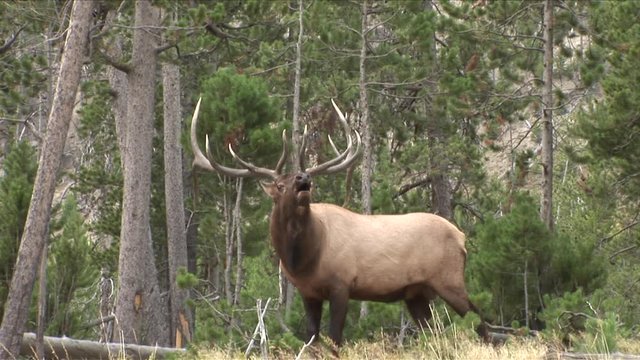 View of an Elk in Yellowstone National Park Wyoming United States