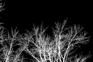 photo, silhouettes of tree branches on a black background 