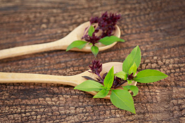 Sweet basil on wooden spoon for healthy eating 